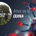 El arbol de la quina y el coronavirus
