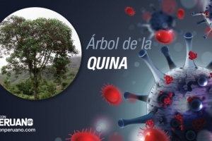 El arbol de la quina y el coronavirus